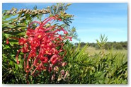 Wildflowers at Lake Mmonjimup