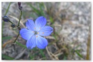 Esperance Wildflowers