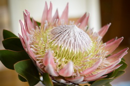 Esperance Protea - Eagle View